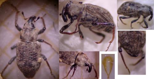 Bagous limosus